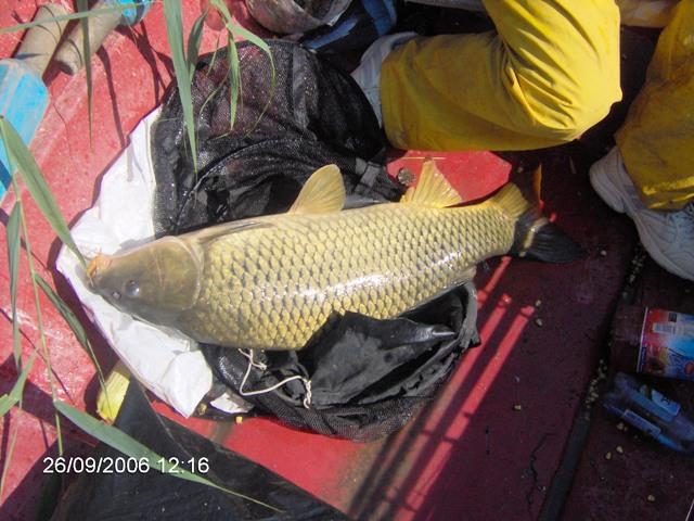 delta rosu 2006 - im000478.jpg